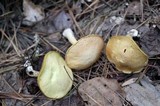 Suillus americanus image