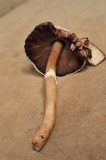 Agaricus vinosobrunneofumidus image