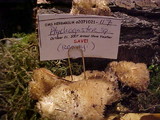 Postia ptychogaster image