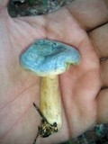 Lactarius chelidonium image