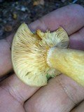Lactarius chelidonium image