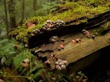 Lycogala epidendrum image