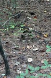 Ampulloclitocybe clavipes image