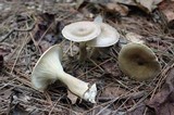 Ampulloclitocybe clavipes image