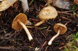 Inocybe flocculosa image