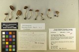 Inocybe flocculosa image