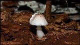 Leucoagaricus americanus image
