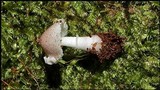 Leucoagaricus americanus image