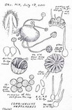 Coprinellus heptemerus image