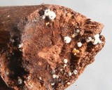 Lasiosphaeria ovina image