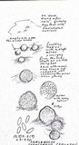 Thelebolus stercoreus image