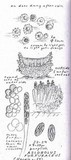 Ascobolus stercorarius image