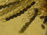Sordaria fimicola image