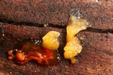 Tremella obscura image