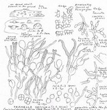 Tremella obscura image