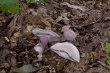 Tylopilus plumbeoviolaceus image