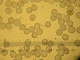 Amanita porphyria image