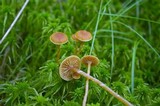 Galerina paludosa image