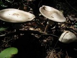 Agaricus pocillator image