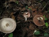 Agaricus pocillator image