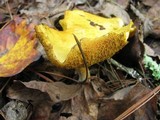 Suillus americanus image