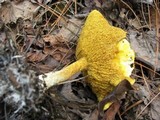 Suillus americanus image