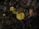Suillus americanus image
