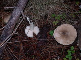 Entoloma rhodopolium image