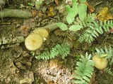 Xerula radicata image