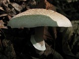 Agaricus placomyces image