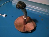 Agaricus placomyces image