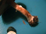 Agaricus placomyces image