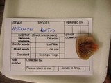 Hygrocybe laeta var. laeta image