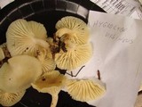 Cuphophyllus virgineus image