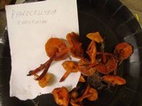 Phaeocollybia christinae image