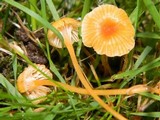 Rickenella fibula image