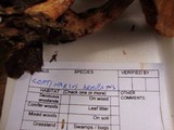 Cortinarius armillatus image