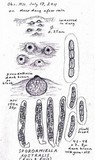 Sporormiella australis image