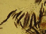 Sporormiella australis image