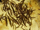Sporormiella australis image