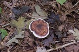 Laetiporus persicinus image