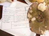 Russula variata image