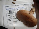 Lactarius imperceptus image