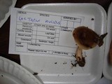 Lactarius mucidus image