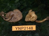 Pseudoomphalina angelesiana image