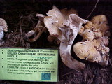 Cantharellus formosus image