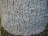 Phlyctis agelaea image