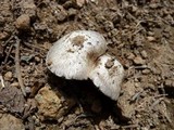 Tricholoma moseri image