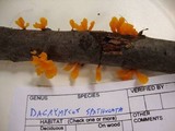 Dacryopinax spathularia image