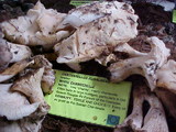 Cantharellus subalbidus image